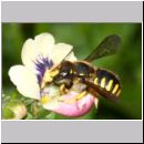 Anthidium manicatum - Grosse Wollbiene w19 10mm.jpg